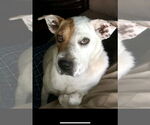 Small #1 Red Heeler-Rottweiler Mix