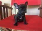 Small Photo #1 French Bulldog Puppy For Sale in METAIRIE, LA, USA