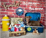 Small #6 Chiweenie