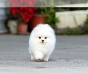 Pomeranian Puppy for sale in CINCINNATI, OH, USA