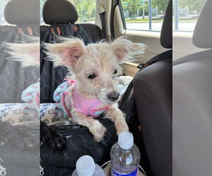 Poodle (Miniature)-Unknown Mix Dogs for adoption in Middlesex, NC, USA
