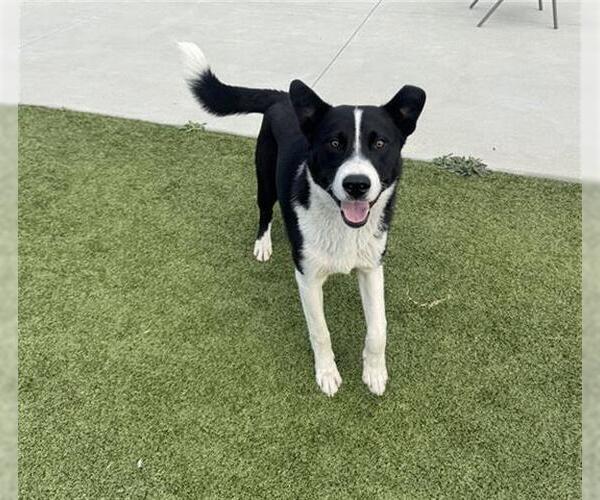 Medium Photo #1 Border Collie Puppy For Sale in San Martin, CA, USA