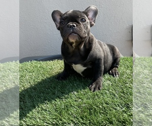 French Bulldog Puppy for sale in VALLEJO, CA, USA