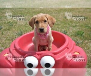 Labrador Retriever Puppy for sale in SANGER, TX, USA