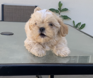 Shih Tzu Puppy for sale in CORCORAN, CA, USA