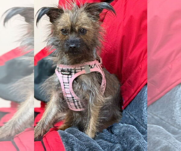 Medium Photo #1 Cairn Terrier-Unknown Mix Puppy For Sale in Sayreville, NJ, NJ, USA