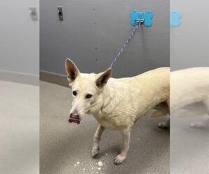 German Shepherd Dog-Unknown Mix Dogs for adoption in Las Vegas, NV, USA