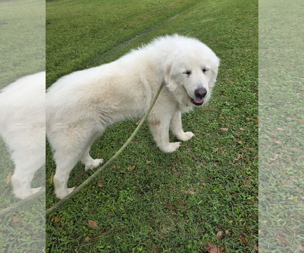 Medium Photo #5 Great Pyrenees Puppy For Sale in Spring, TX, USA