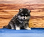 Teddy - Male Pomsky Puppy for Sale - Photo #2