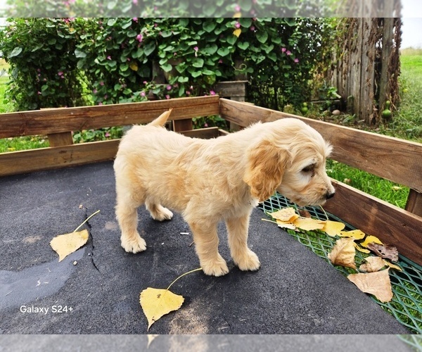 Medium Photo #4 Goldendoodle Puppy For Sale in LEON, KS, USA