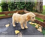 Small #3 Goldendoodle