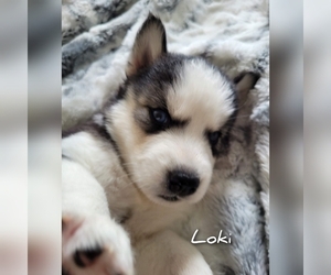 Siberian Husky Puppy for sale in NORRISTOWN, PA, USA