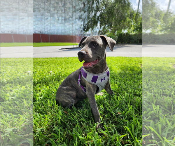 Medium Photo #8 American Pit Bull Terrier-German Shepherd Dog Mix Puppy For Sale in Tampa, FL, USA