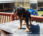 Small #6 Airedale Terrier