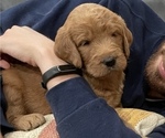Small Photo #2 Labradoodle Puppy For Sale in CEDAR HILL, TX, USA
