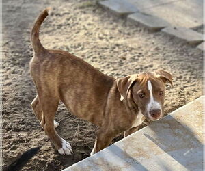 Apache - Male American Staffordshire Terrier-Labrador Retriever Mix Dog for Adoption - Photo #10