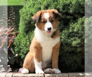 Australian Shepherd-Unknown Mix Puppy for sale in FREDERICKSBG, OH, USA