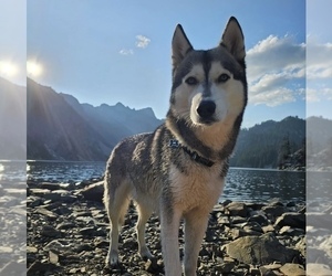 Father of the Siberian Husky puppies born on 05/12/2025