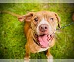 Small Bullboxer Pit