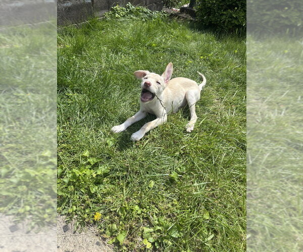 Medium Photo #1 Siberian Husky-Unknown Mix Puppy For Sale in Springdale, PA, USA