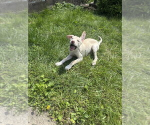 Siberian Husky-Unknown Mix Dogs for adoption in Springdale, PA, USA