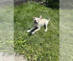Small Siberian Husky Mix