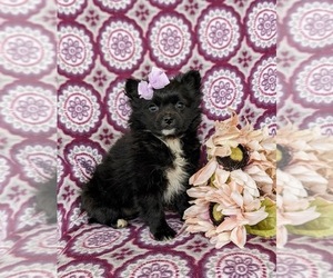 Pomeranian Puppy for sale in OXFORD, PA, USA