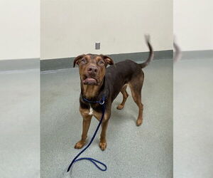 Doberman Pinscher-Unknown Mix Dogs for adoption in Lee's Summit, MO, USA
