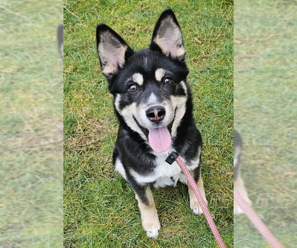 Medium Photo #4 Mutt Puppy For Sale in Olalla, WA, USA