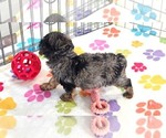 Small #7 Yorkipoo