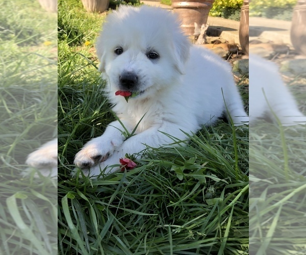 Medium Photo #11 Great Pyrenees Puppy For Sale in DEERFIELD, OH, USA