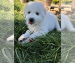 Small Photo #11 Great Pyrenees Puppy For Sale in DEERFIELD, OH, USA