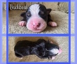 Small #2 Bernese Mountain Dog