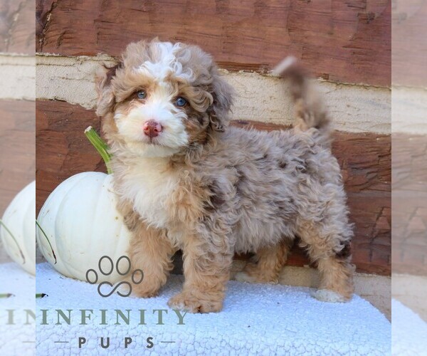 Medium Photo #1 Bernedoodle (Miniature) Puppy For Sale in NARVON, PA, USA