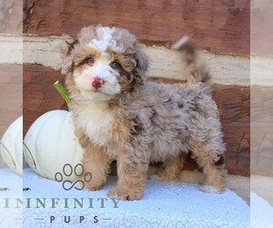 Bernedoodle (Miniature) Puppy for sale in NARVON, PA, USA