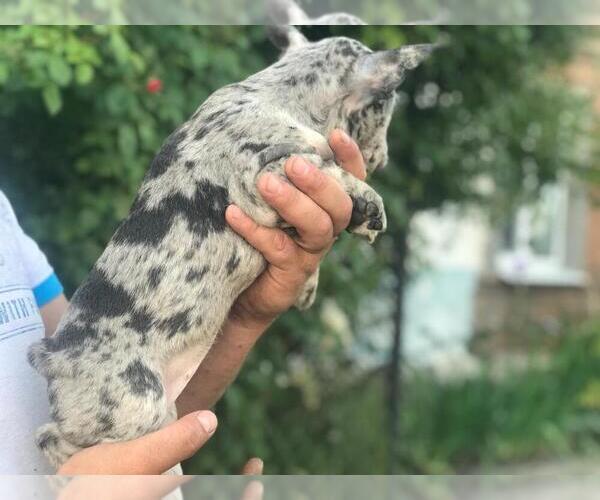 Medium Photo #5 French Bulldog Puppy For Sale in KLEIN, TX, USA