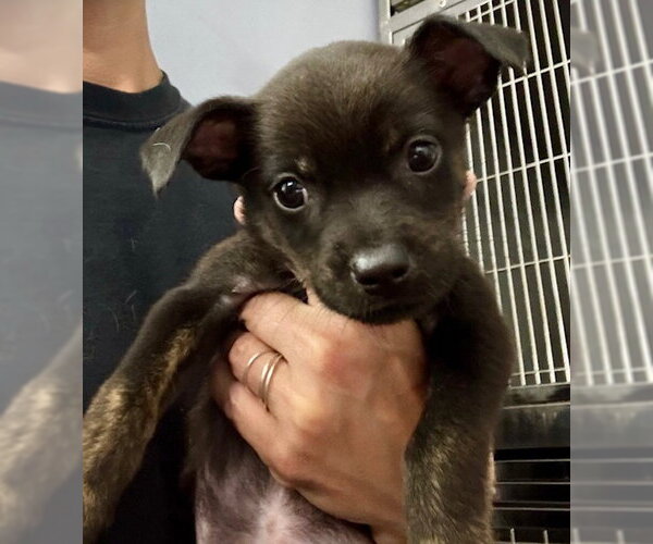 Medium Photo #6 Holland Shepherd-Unknown Mix Puppy For Sale in Jefferson, NJ, USA