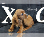 Small Photo #11 Cavalier King Charles Spaniel Puppy For Sale in CHANUTE, KS, USA