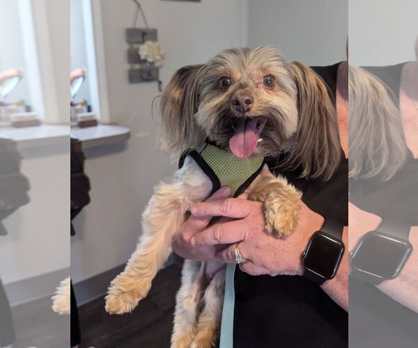 Medium Photo #2 Mutt Puppy For Sale in Spring, TX, USA