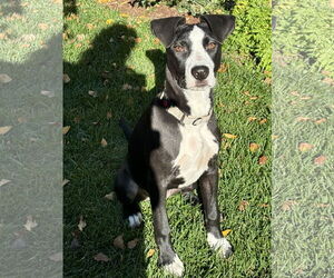 Border Collie-Unknown Mix Dogs for adoption in Polson, MT, USA