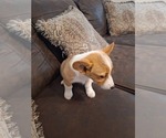Small Photo #64 Pembroke Welsh Corgi Puppy For Sale in SHILOH, OH, USA