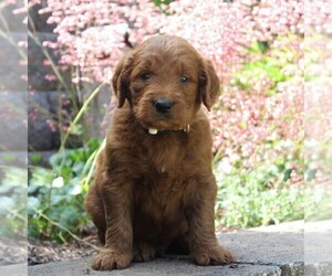 Goldendoodle-Poodle (Standard) Mix Puppy for sale in EAST EARL, PA, USA