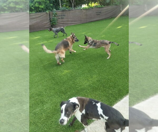 Medium Photo #16 Mutt Puppy For Sale in Imlay City, MI, USA