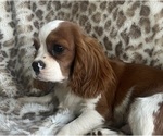 Small #3 Cavalier King Charles Spaniel
