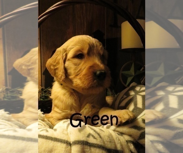 Medium Photo #2 Goldendoodle Puppy For Sale in PERRYSVILLE, OH, USA