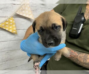 Labrador Retriever-Unknown Mix Dogs for adoption in San Bernardino, CA, USA