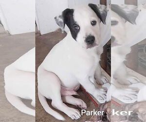 Parker - Louisiana Litter - Male Mutt Dog for Adoption - Photo #6