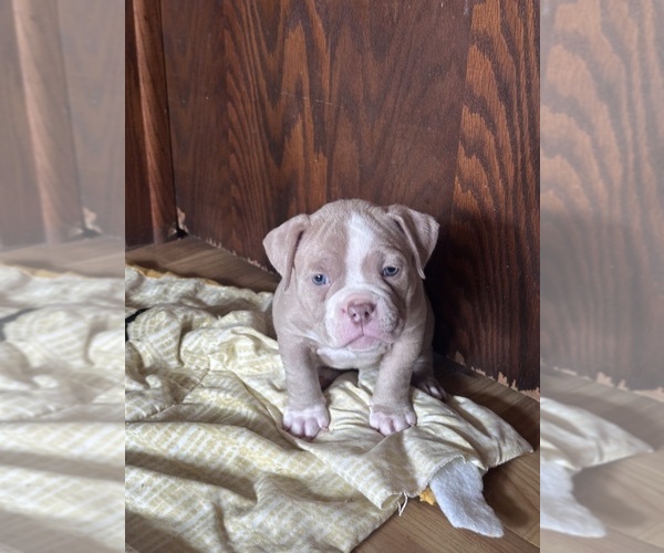 Medium Photo #3 American Bully Puppy For Sale in BOLINGBROOK, IL, USA