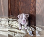 Small Photo #19 American Bully Puppy For Sale in BOLINGBROOK, IL, USA