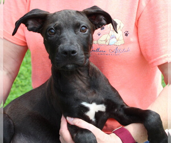 Medium Photo #2 Mutt Puppy For Sale in Prattville, AL, USA